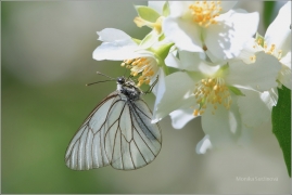 <p>BĚLÁSEK OVOCNÝ (Aporia crataegi) Šluknovsko - Kunratice u Šluknova ---- /Black-veined white butterfly - Baum-Weißling/</p>